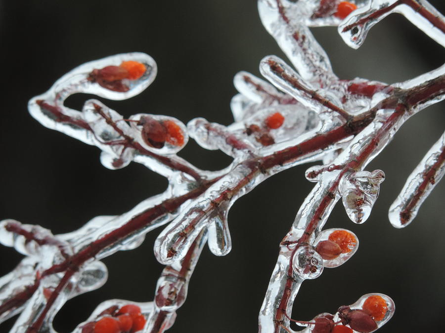Frozen Red Berries Photograph by Bill Tomsa