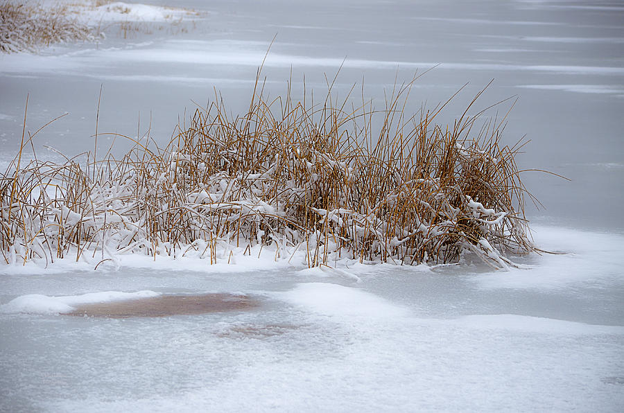 Frozen Reeds Photograph by Julie Palencia