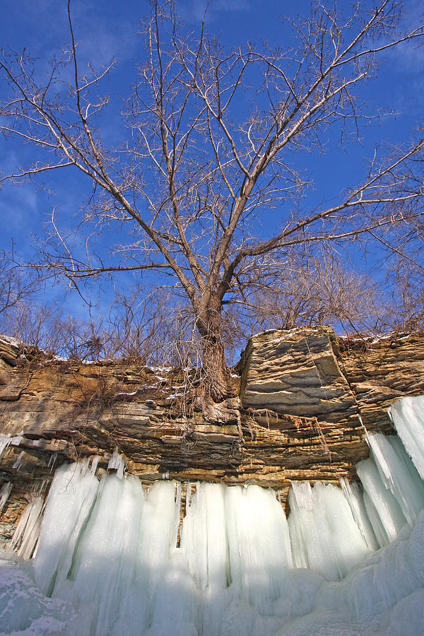 Winter Photograph - Frozen Roots by Ty Helbach