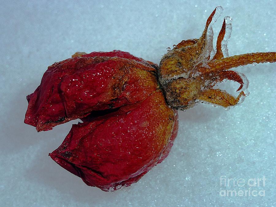 Frozen Rose Photograph by Amalia Suruceanu