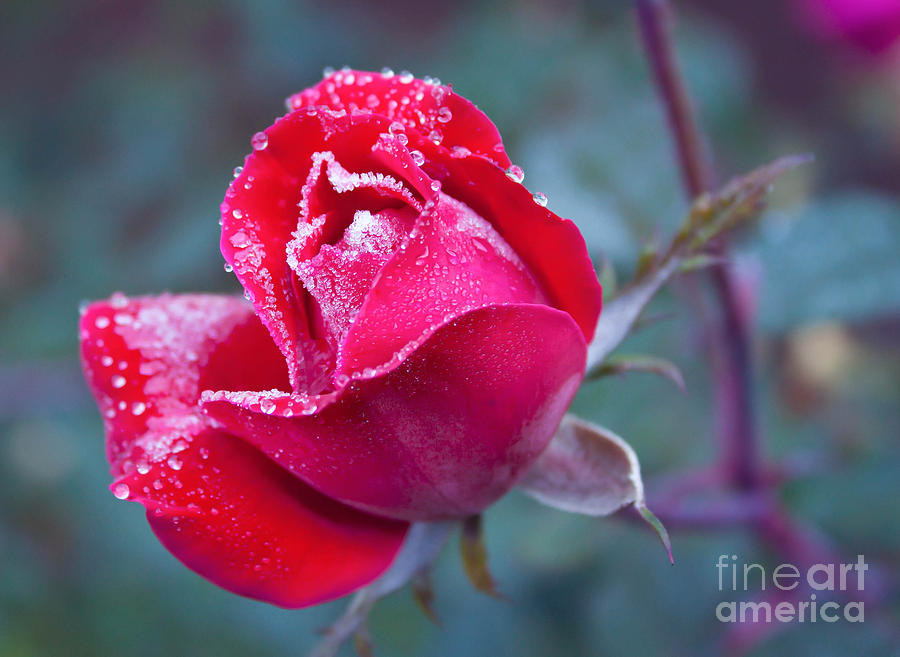 frozenrose dreamview