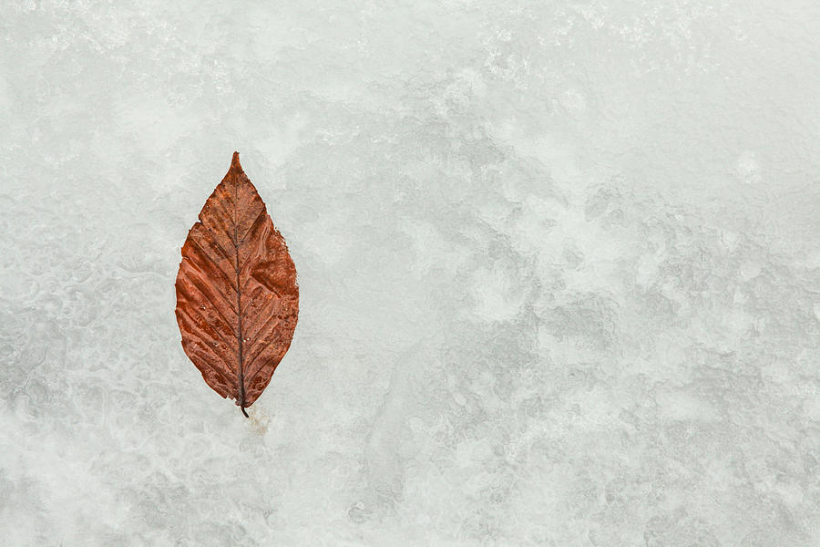 Winter Photograph - Frozen Seasons by Karol Livote