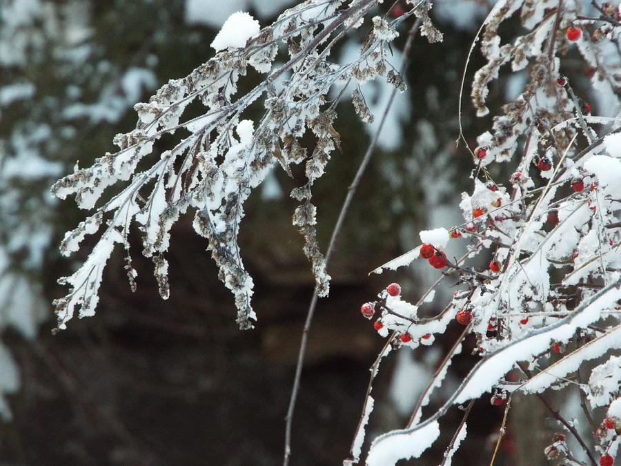 Frozen Photograph by Stefanie Beauregard - Fine Art America