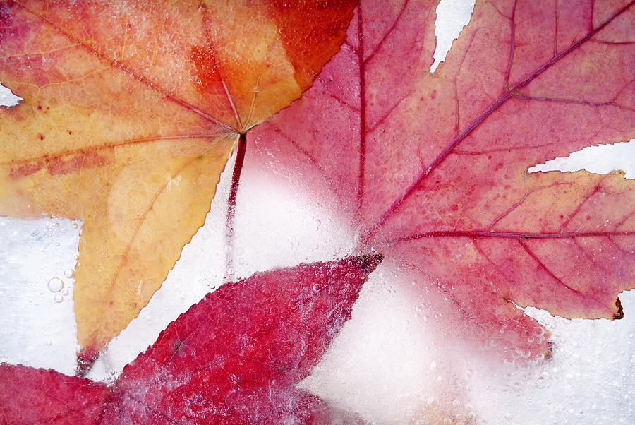 Nature Photograph - Frozen Sweetgum Leaves by Robert Jensen