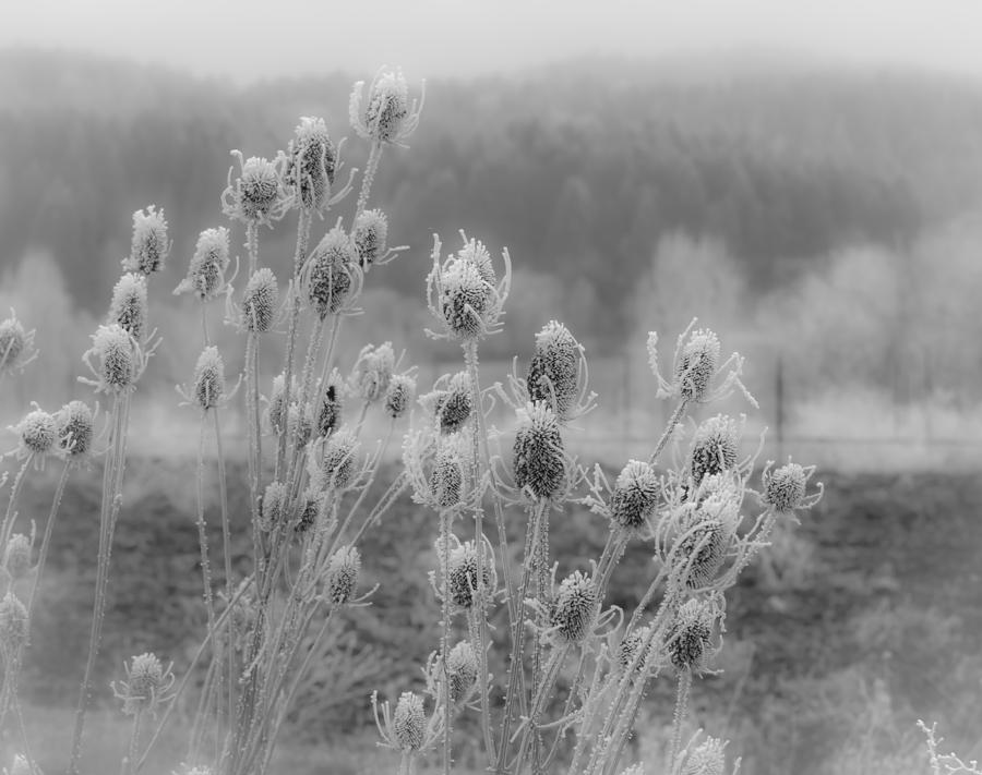 Winter Photograph - Frozen Teasel by Jean Noren