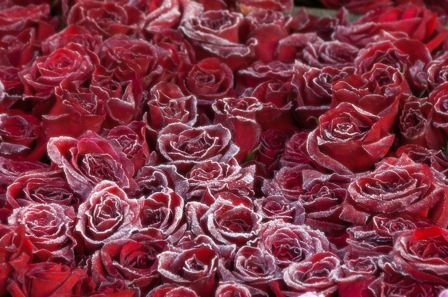 Frozen Tipped Red Roses Photograph by Connie Cooper-Edwards