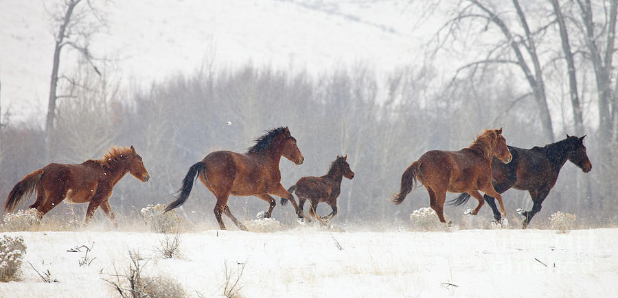 Horse Photograph - Frozen Track by Michael Dawson