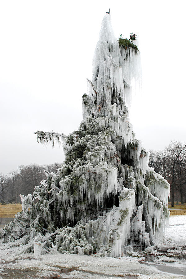 Frozen Tree 2 Photograph by Steve Tracy