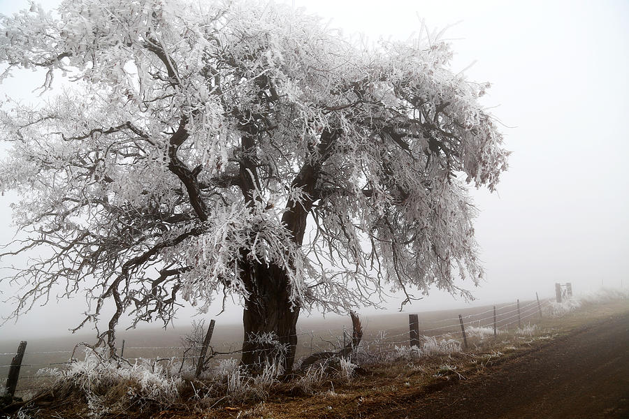 Frozen Tree Photograph by Athena Mckinzie