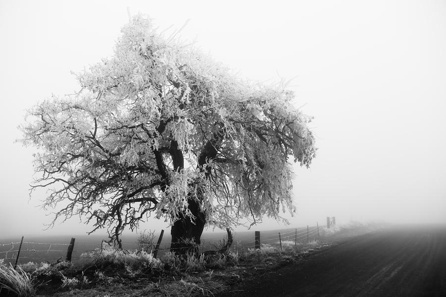 Frozen Tree Black and White Photograph by Athena Mckinzie