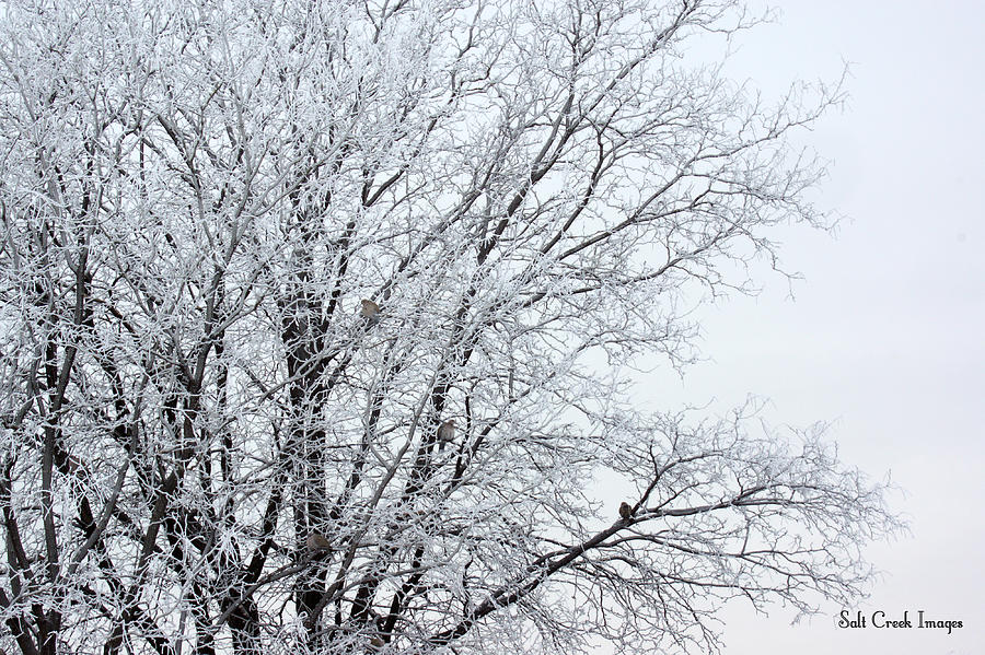 Black And White Photograph - Frozen Tree by Cecily Vermote