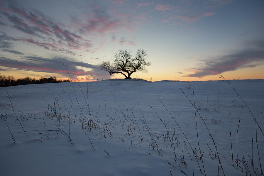 Iso 50 Photograph - Frozen Tree of Wisdom by Aaron J Groen