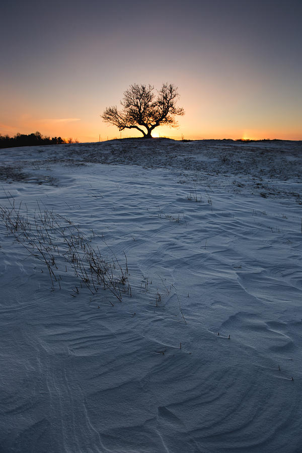 Lone Tree Photograph - Frozen Tree of Wisdom #1 by Aaron J Groen