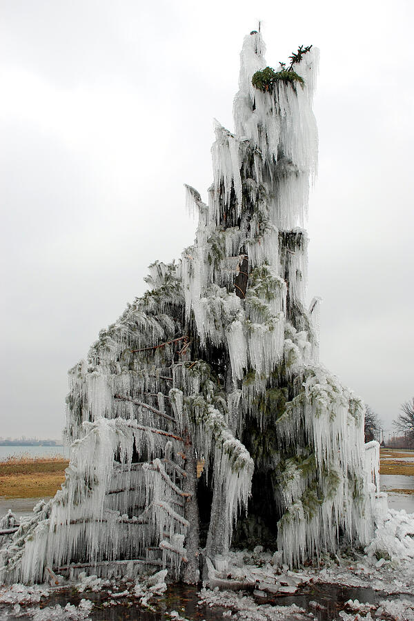 Frozen Tree Photograph by Steve Tracy