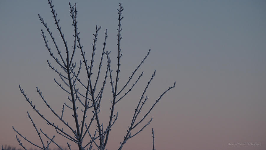 Frozen Tree Photograph