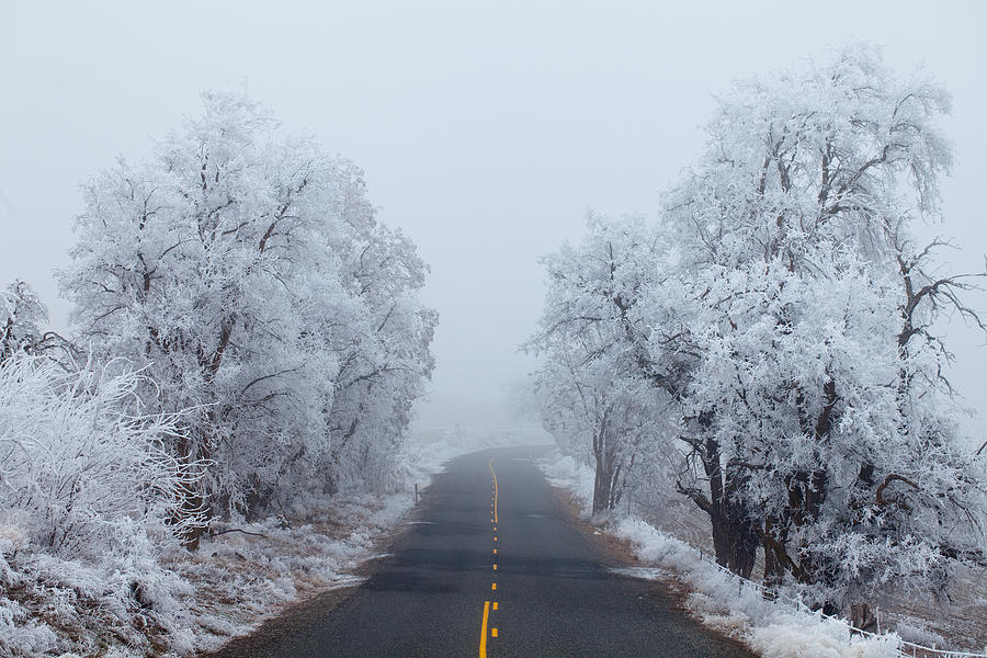 Tree Photograph - Frozen Trees by Darren White