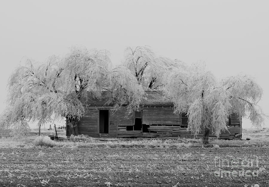 Frozen Trees in Black and White Photograph by Mae Wertz Frozen Trees in Black and White Photograph by Mae Wertz