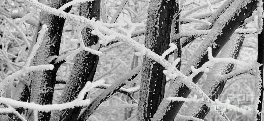 Frozen Trees Photograph by Leo Symon