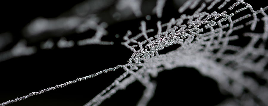 Spider Photograph - Frozen Web by Steven Poulton