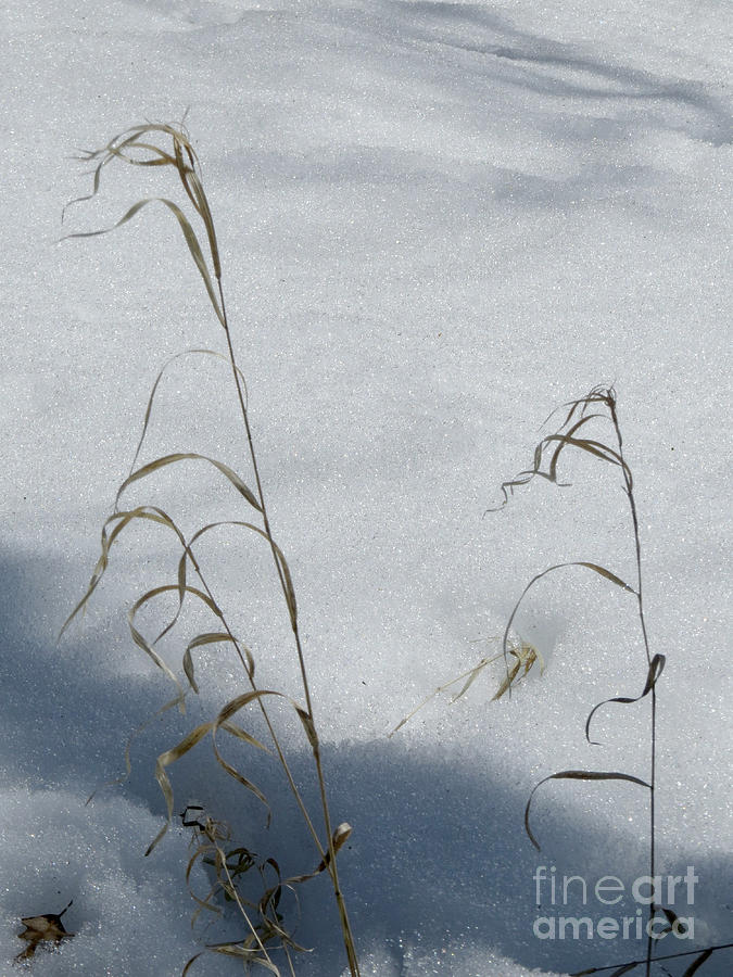 Frozen Wheat Photograph by Mary Mikawoz