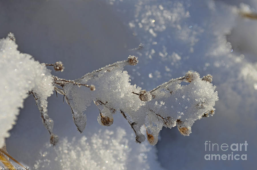 Southern Missouri Frozen world  Photograph by Debbie Portwood