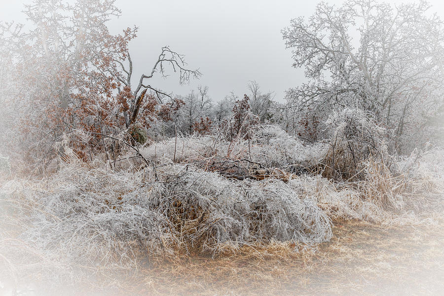 Frozen World Photograph by Doug Long