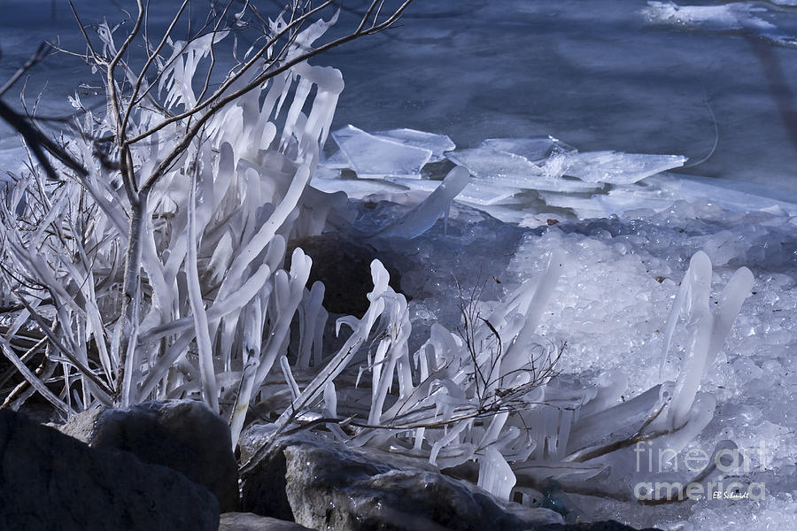 Frozen World Photograph by E B Schmidt