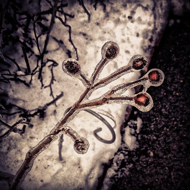 Winter Photograph - #frozen#flower#winter#ice#buckscounty# by Matt Yates
