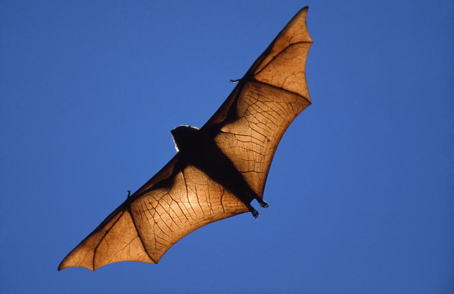 Fruit Bat In Flight Photograph by M. Watson - Fine Art America