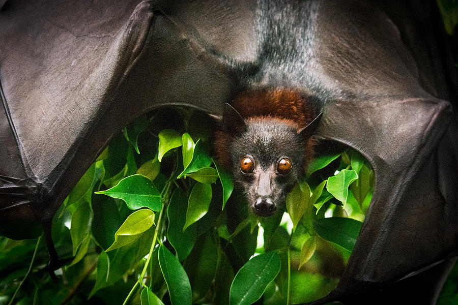 Fruit bat portrait Photograph by Zocha_K