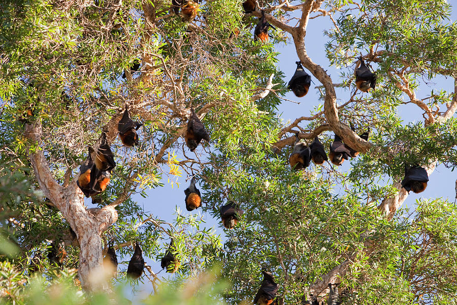 Wildlife Photograph - Fruit Bats Roosting In Sydney Botanical by Ashley Cooper