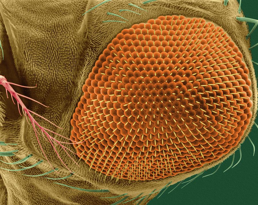 Insects Photograph - Fruit Fly Compound Eye by Dennis Kunkel Microscopy/science Photo Library
