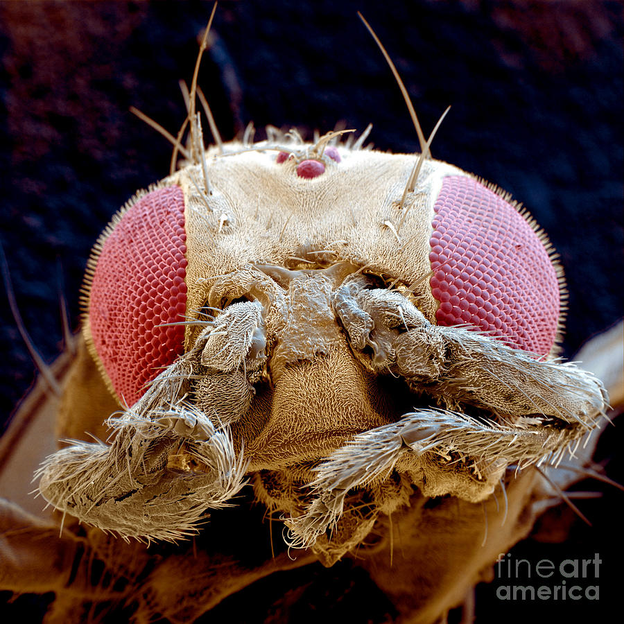 Insects Photograph - Fruit Fly Drosophila Melanogaster by Eye of Science