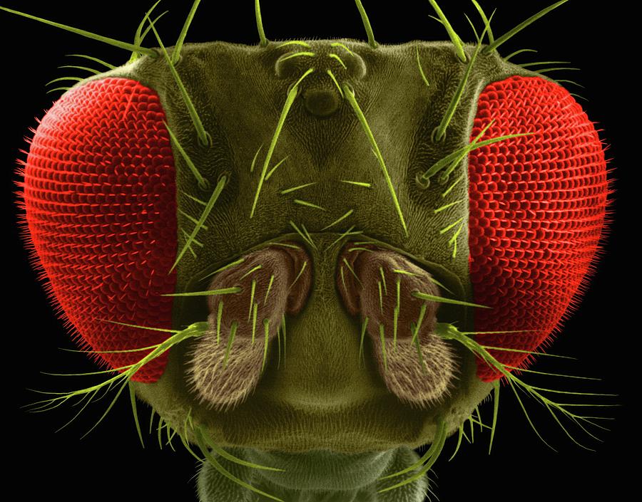 Insects Photograph - Fruit Fly Head by Dennis Kunkel Microscopy/science Photo Library