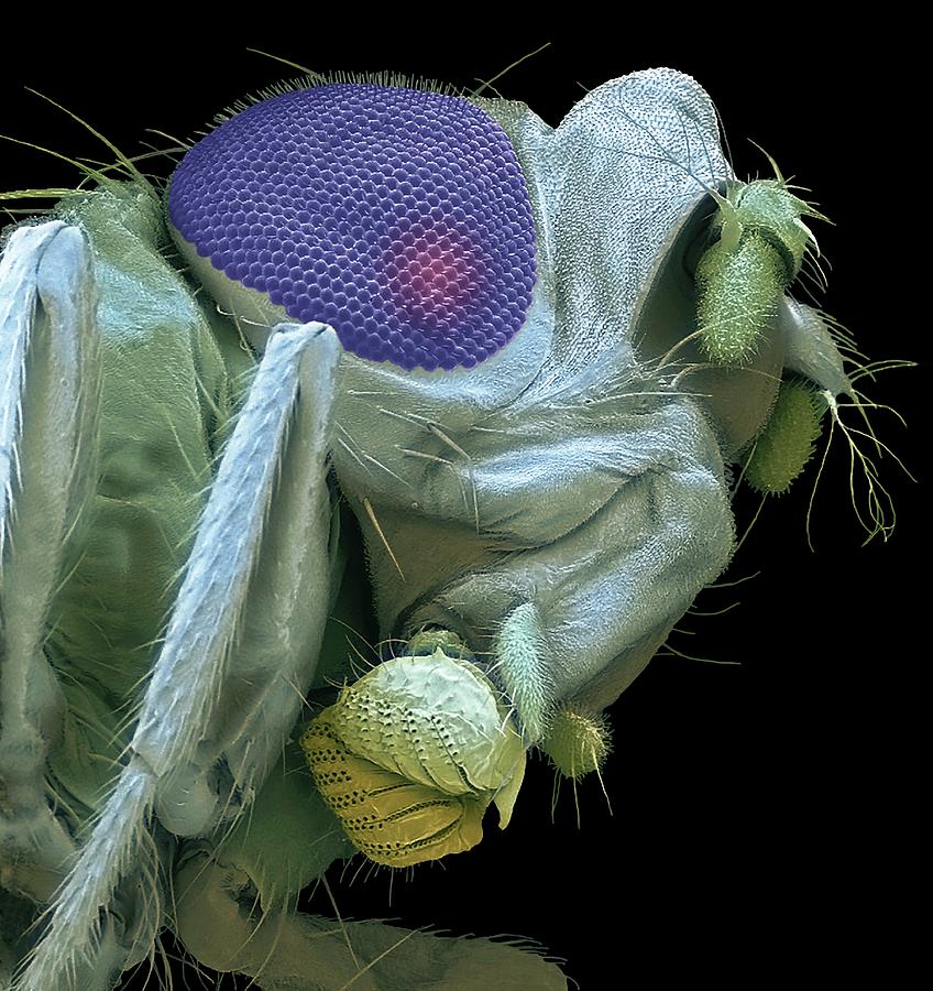 Fruit Fly Head By Steve Gschmeissner/science Photo Library