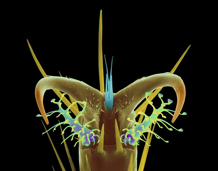 Insects Photograph - Fruit Fly Leg Tarsus by Dennis Kunkel Microscopy/science Photo Library