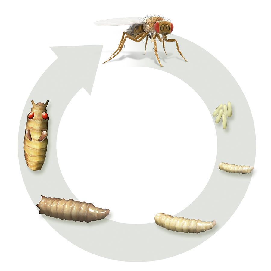 Fruit Fly Life Cycle Photograph By Claus Lunau