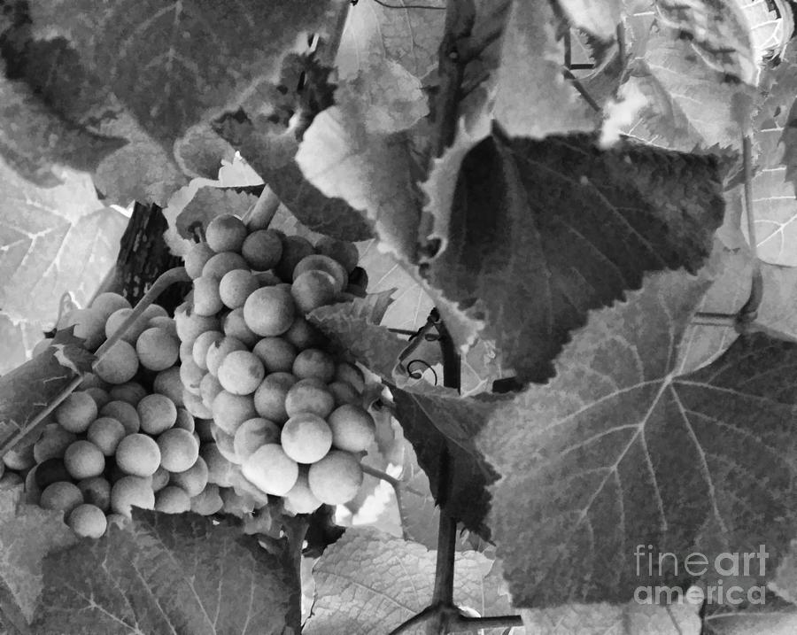 Fruit -Grapes in Black and White - Luther Fine Art Photograph by Luther Fine Art