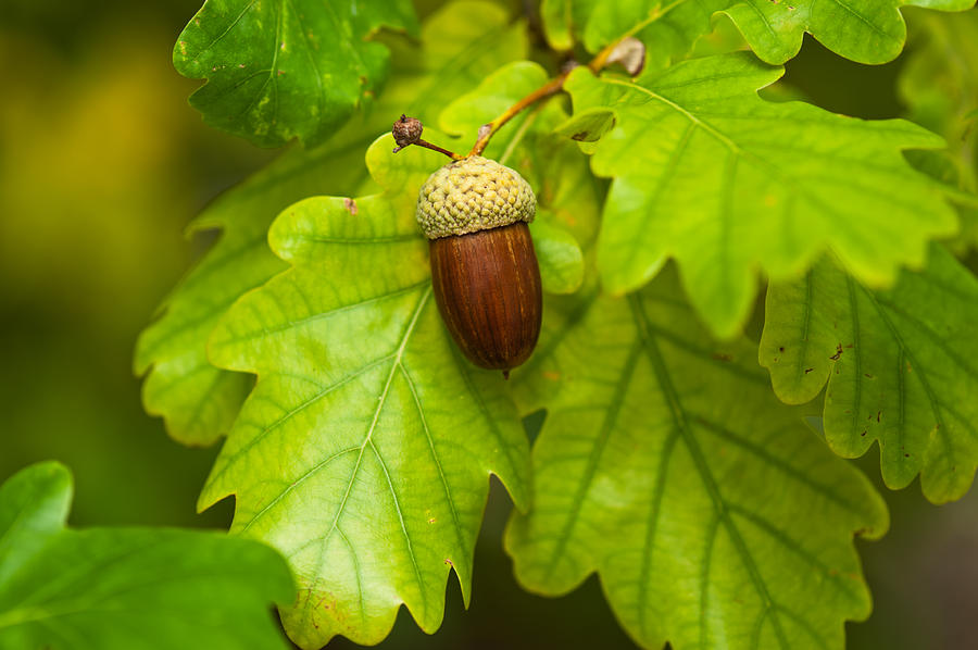 Fruit of an Oak tree ripe in autumn Photograph by U Schade