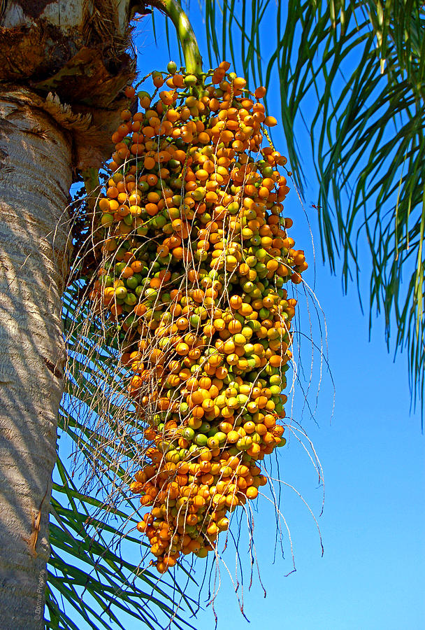 Fruit of The Queen Palm Photograph by Donna Proctor