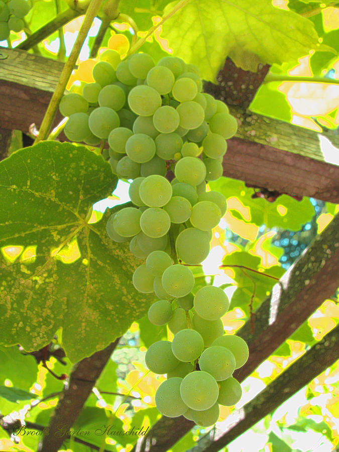 Fruit of the Vine - Garden Art for the Kitchen - Green Grapes Photograph by Brooks Garten Hauschild