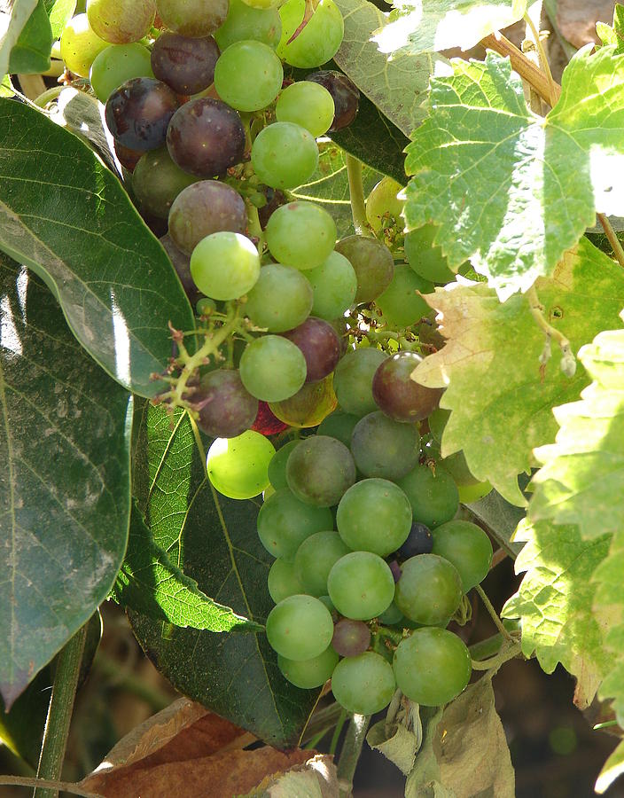 Fruit of the Vine Photograph by Lew Davis - Fine Art America