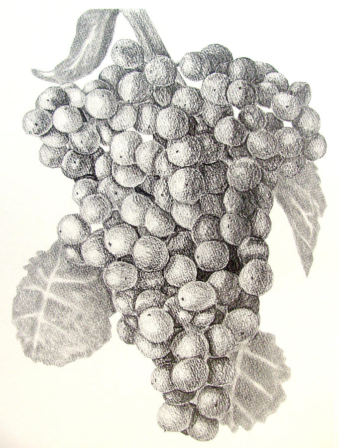 Fruit of the Vine Drawing by Patrick Carrington