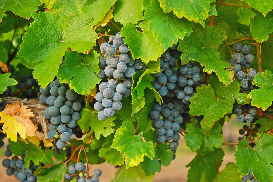 Fruit of the Vine Photograph by Robert Anschutz - Fine Art America