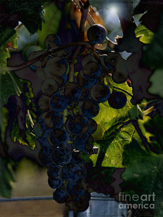 Fruit of the Vine Photograph by Sharon Elliott