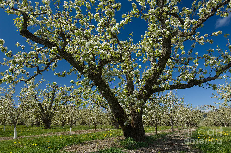 Tree Photograph - Fruit Orchard by John Shaw