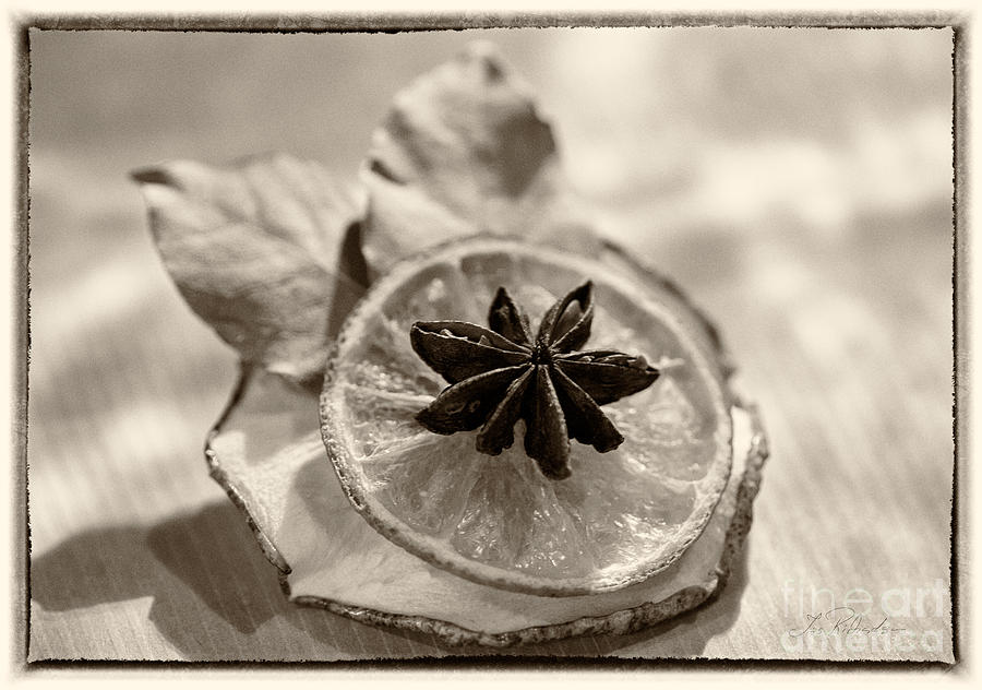 Hydrated Photograph - Natural Christmas Ornaments Black and White by Iris Richardson
