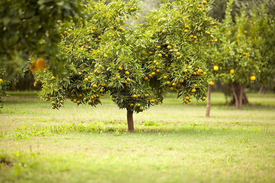 Fruit tree in rural field Photograph by Denis Tevekov
