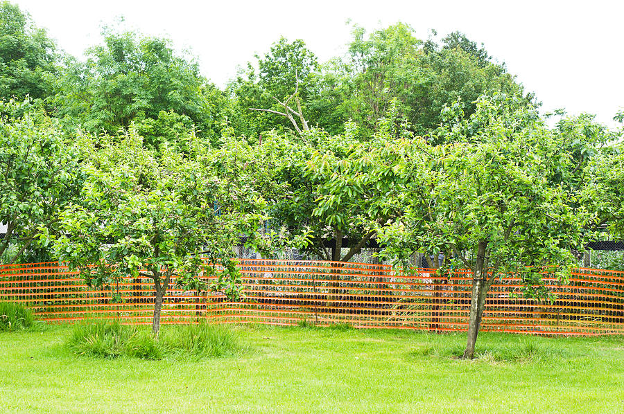 Spring Photograph - Fruit trees by Tom Gowanlock