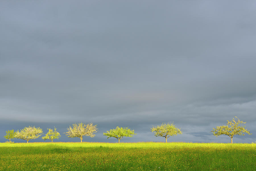 Fruit Trees With Stormy Sky Photograph by Raimund Linke